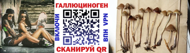 Купить где  Камызяк  Псилоцибиновые грибы Psilocybine cubensis 